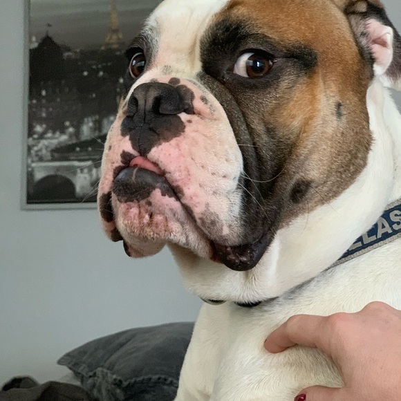 Meet your Posher, BB - Picture 3 of 3